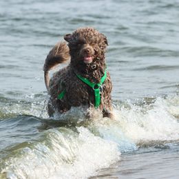 Portuguese Water Dog Puppies from Seawind Portuguese Water Dogs