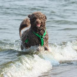 Portuguese Water Dog Puppies from Seawind Portuguese Water Dogs