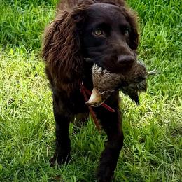 Brandy - Boykin Spaniel