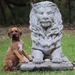 Rhodesian Ridgeback Puppies from Lyonnese Rhodesian Ridgebacks