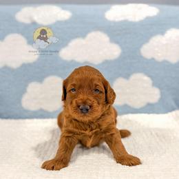 Butter Pecan - Red  male Goldendoodle puppy in Dallas County, Texas from Dream A Little Doodle