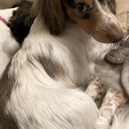 Dachshunds from Tiny Tennessee Weiners