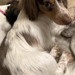 Dachshunds from Tiny Tennessee Weiners