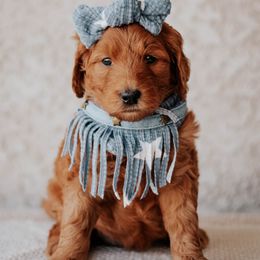 Goldendoodle Puppies from Diamond K Doodles