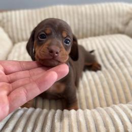 Maple - Chocolate and tan female Dachshund puppy in Clovis, California from Lil Sausage Co