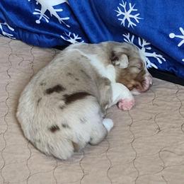 Stetson - Red merle male Australian Shepherd puppy in Athens, Tennessee from Mimi's Aussie