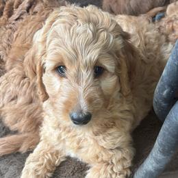Tianna - Apricot female Goldendoodle puppy in Indiana, Pennsylvania from Kathy's Doodles