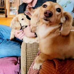 Dachshunds from Family Farm Raised Cream Miniature Dashounds