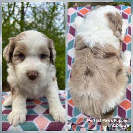 Girl 2 - Brown merle female Aussiedoodle puppy in Hillsboro, Illinois from Perfect Paws Puppies