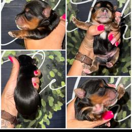 Cooper - Black and gold male Morkie puppy in Cleveland, Tennessee from Moody’s Morkies and More