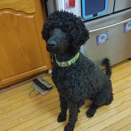 Titan - Poodle