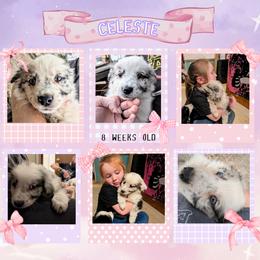Australian Shepherd and Great Dane Puppies from AEW Farm