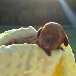 Cavalier King Charles Spaniel Puppies from Freeman's Royal Cavaliers
