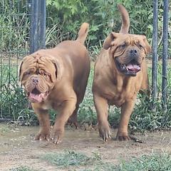 Reine - Dogue de Bordeaux