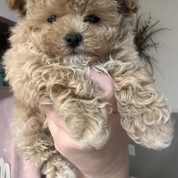 Cavapoo, Goldendoodle, Maltipoo, Poodle, and Sheepadoodle Puppies from Doodle Pups Fur-Ever
