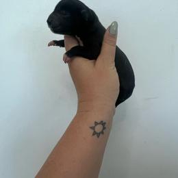 Tito - Black male Great Dane puppy in Miami, Florida from RP DANES