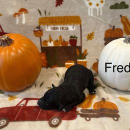 Fred - Black male Bordoodle puppy in Republic, Missouri from Holland Hilltop Farm