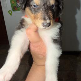 Maple - Black white and tan female Collie puppy in Roanoke, West Virginia from Rustic ridge collies
