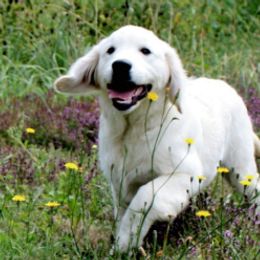 Golden Retrievers from Darrowby
