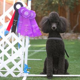 Poodle Puppies from Linden Poodles