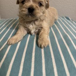 Shih Tzu Puppies from Butterfly Shih Tzu Pups