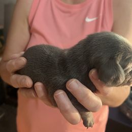 Bluie - Blue and tan male Dachshund puppy in Wappapello, Missouri from Kandb Dachshunds
