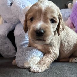 Odie - Apricot Goldendoodle puppy in Salem, Oregon from Capital Doodles