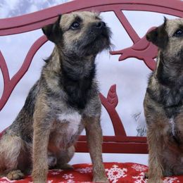 Border Terriers from Terrasol Border Terriers