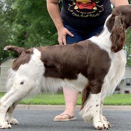 Gigi - English Springer Spaniel