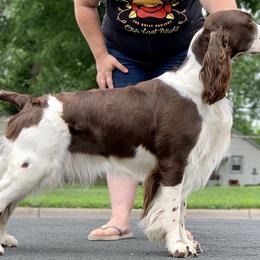 Gigi - English Springer Spaniel