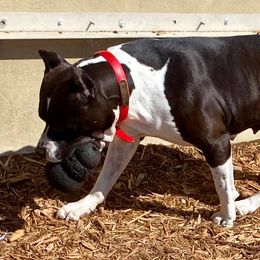 American Staffordshire Terriers from Naples Top Dogs LLC