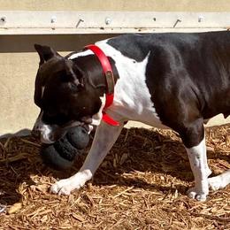American Staffordshire Terriers from Naples Top Dogs LLC