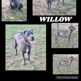 Willow - Cane Corso
