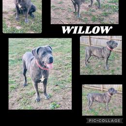 Willow - Cane Corso