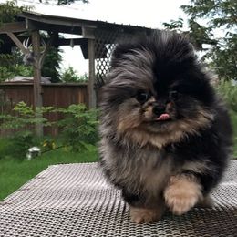 Pomeranian Puppies from Divine Poms