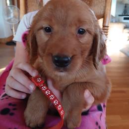 Red - Dark golden female Golden Retriever puppy in Lanesboro, Minnesota from Eagle Ridge Golden Retrievers