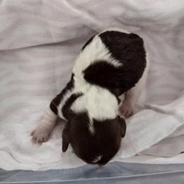 Boy 1- AKC Limited - Chocolate and tan male Dachshund puppy in Corbin, Kentucky from White River Valley Kennel