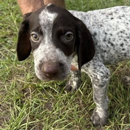 German Shorthaired Pointers from Clapboard Creek Farm