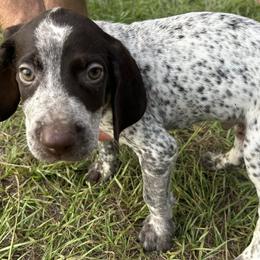 German Shorthaired Pointers from Clapboard Creek Farm