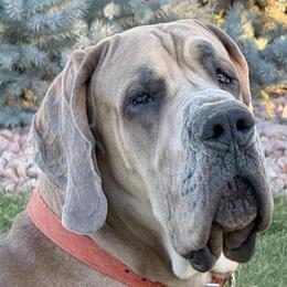 Hank - Great Dane