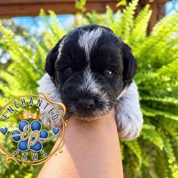 Benny - Parti male Miniature Schnauzer puppy in Dorr, Michigan from Enchanted Paws