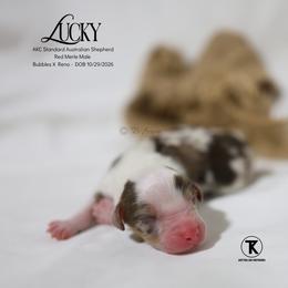 Lucky - RMM - Red merle male Australian Shepherd puppy in Nacogdoches, Texas from TK Standard, Mini, & Toy Aussies