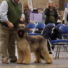 Bruno - Briard