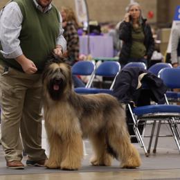 Bruno - Briard