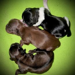 Shih Tzu puppies from T-Amore Shih Tzu