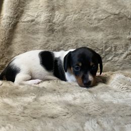 Daphne - Piebald female Dachshund puppy in Richmond, Virginia from Paw Prints