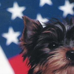 Yorkshire Terriers from Weslynn Kennels