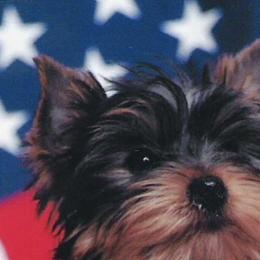 Yorkshire Terriers from Weslynn Kennels