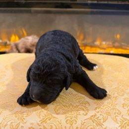 Vixee - Black female Goldendoodle puppy in Indian Mound, Tennessee from Dana Walters