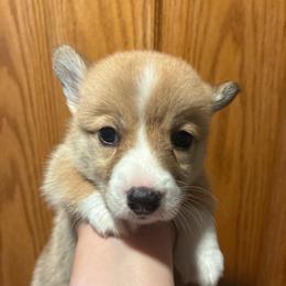 Mr. Spot - Red male Pembroke Welsh Corgi puppy in Delton, Michigan from CorGizmo